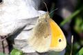 Coenonympha pamphilus